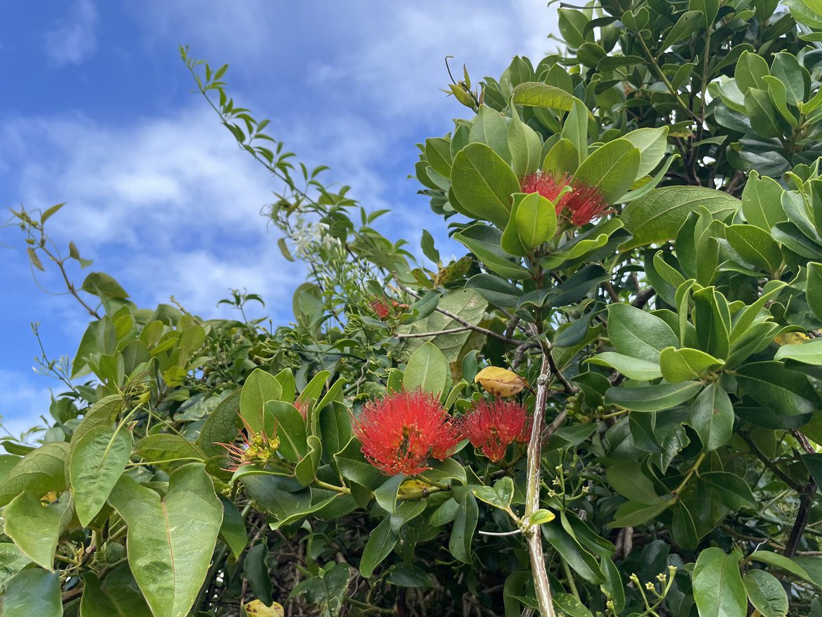 Lindsy Thompson (@lindsy_uk) on Twitter photo Spring is v much here in #Pitcairn 🇵🇳& pops of beautiful new red flowers dot the island: Coral Tree; African Parrot Gladioli; Indian Shot; & Polynesian Metrosideros. Hoping <a href="/PitcairnMPA/">Pitcairn MPA</a> can give me their Pitkern names! 🌺 Spring is v much here in #Pitcairn 🇵🇳& pops of beautiful new red flowers dot the island: Coral Tree; African Parrot Gladioli; Indian Shot; & Polynesian Metrosideros. Hoping <a href="/PitcairnMPA/">Pitcairn MPA</a> can give me their Pitkern names! 🌺
