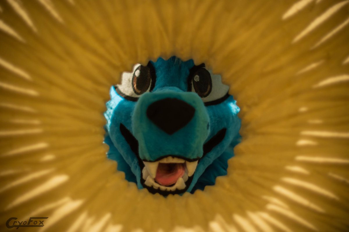 He do be peeking :3 #FursuitFriday 

🧵: <a href="/schmiggot/">Miggs</a> 
📸: <a href="/CryoFrostFox/">Cryo Fox</a>