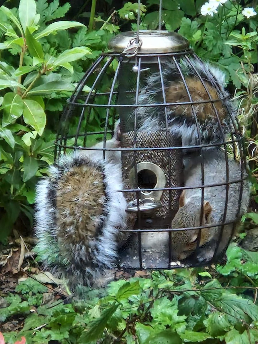 'Squirrel-proof' feeder - all you can eat buffet version it would appear!