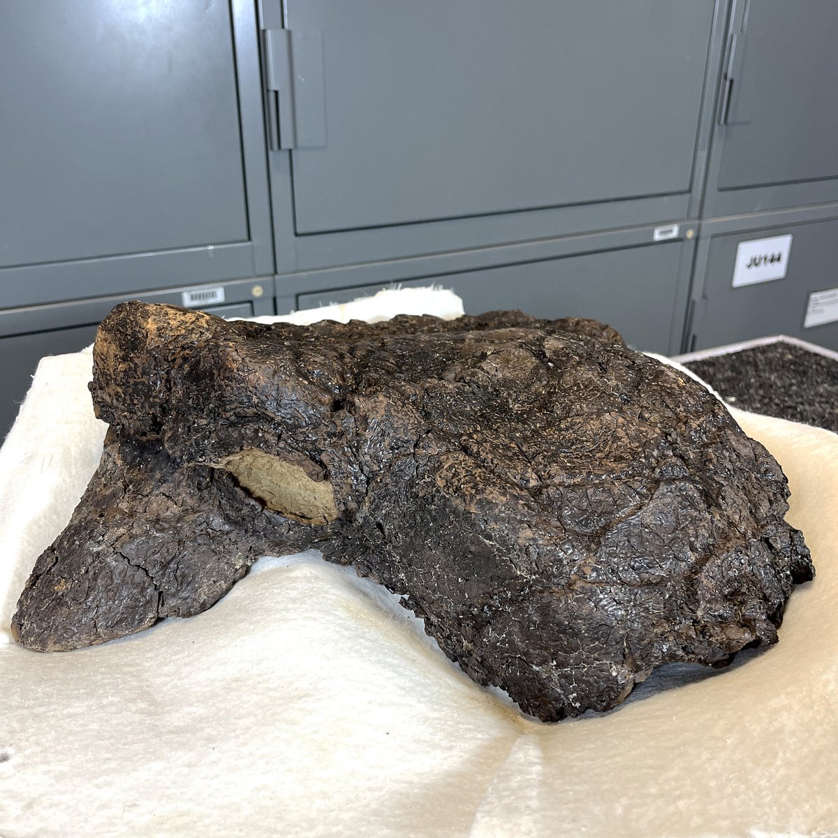 It took our technician Brady about three months to prepare this Euoplocephalus skull. #FossilFriday 

This ankylosaur specimen was discovered in Dinosaur Provincial Park. The animal would have lived during the Late Cretaceous.