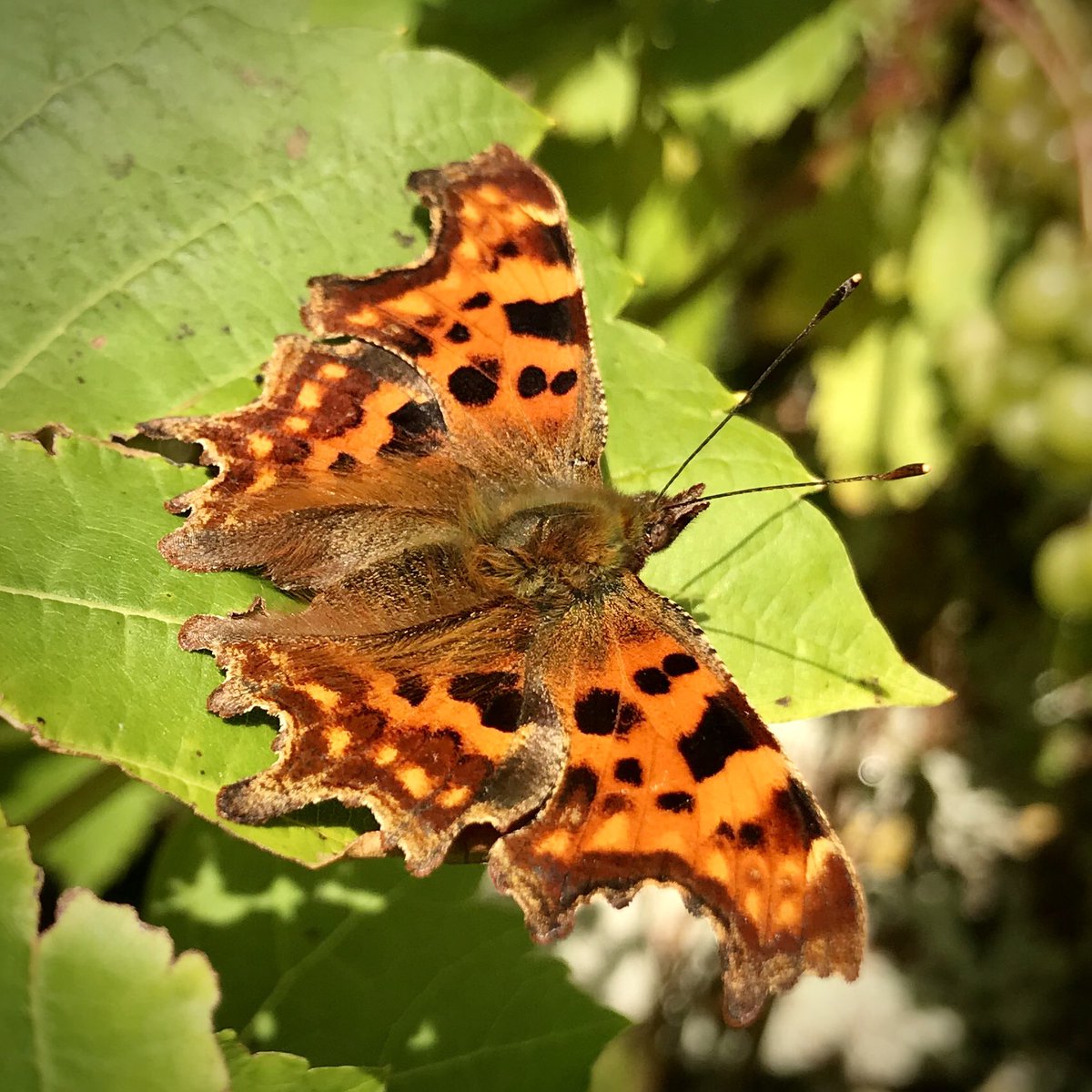 keithtesterliv1's tweet image. On one wheelbarrow trip I saw these butterflies on the grapevine enjoying the morning sun! They now look a lot tidier, I think some new Perspex lids for the new season would come in handy! #walledgarden #coldframes #brickwall #butterflies