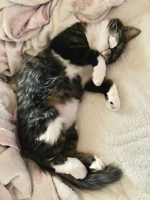 布団取られても許してしまいたくなる…猫は…卑怯だ… 