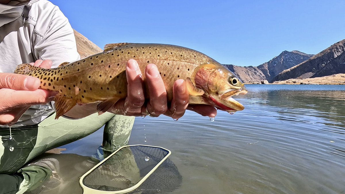 wisemannerisms's tweet photo. @notonlytrout beating you to it cause this past Tuesday was so ridiculous. my amigos and I bagged lots of beautiful cutthroats in the alpine. hell of a way to welcome October! #fishpicsfriday https://t.co/O35EOIsFw1