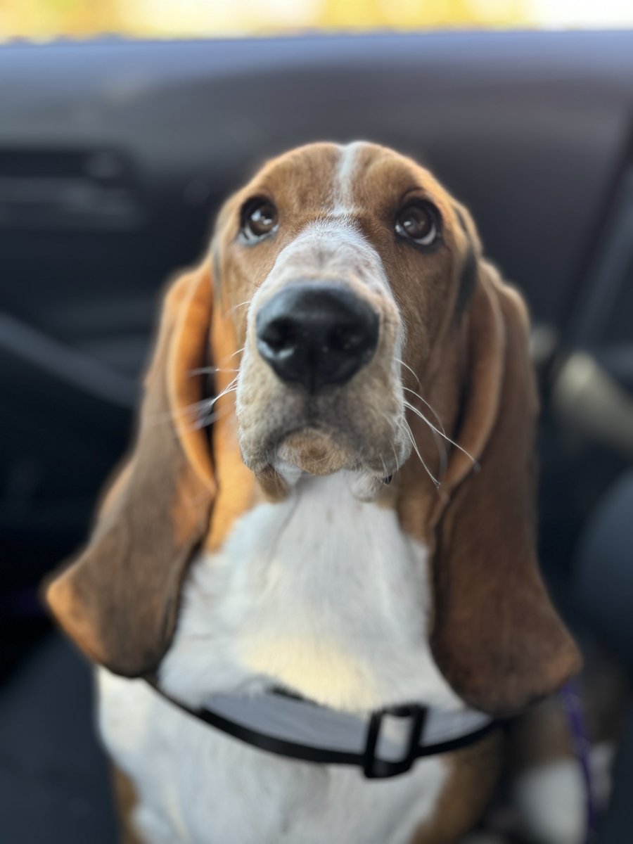 Foxy Escapes tweet media