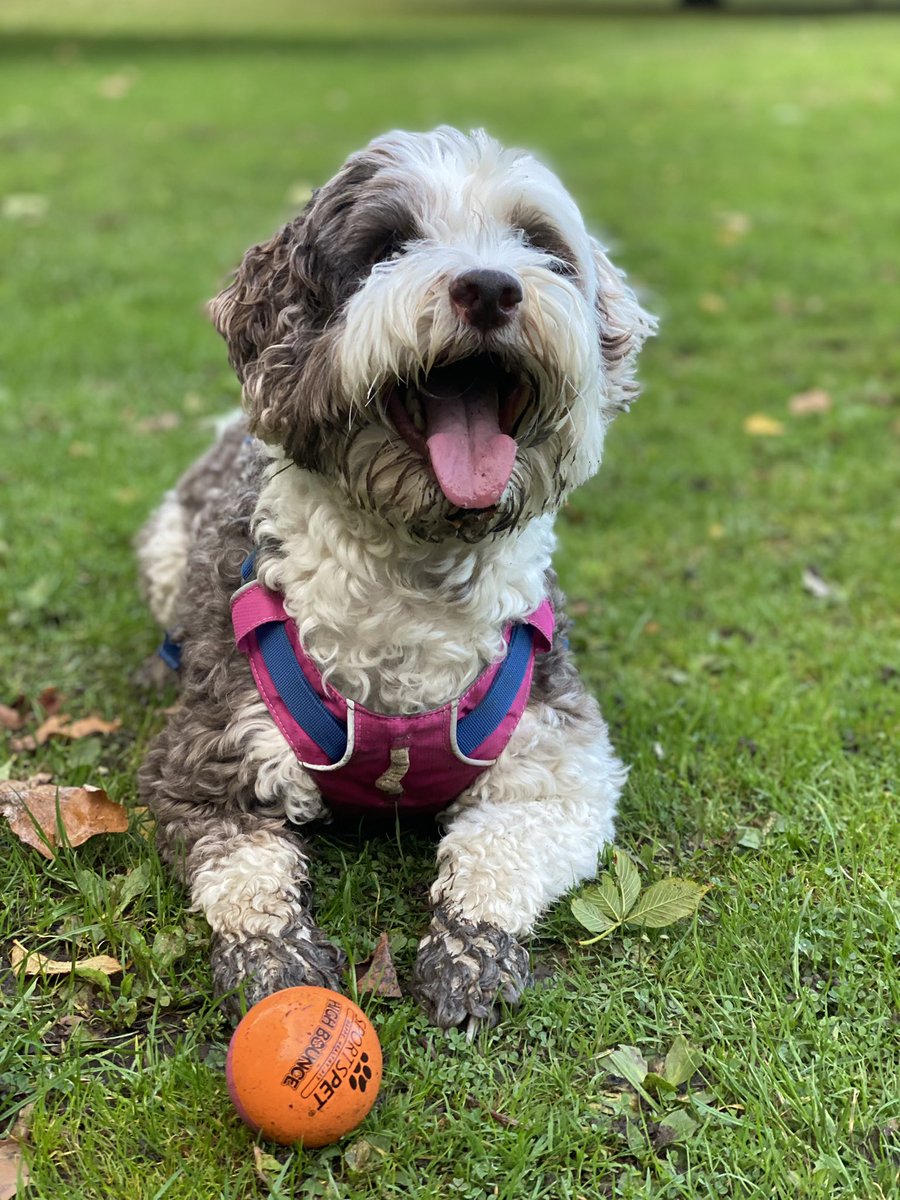 BeMoreBob tweet media