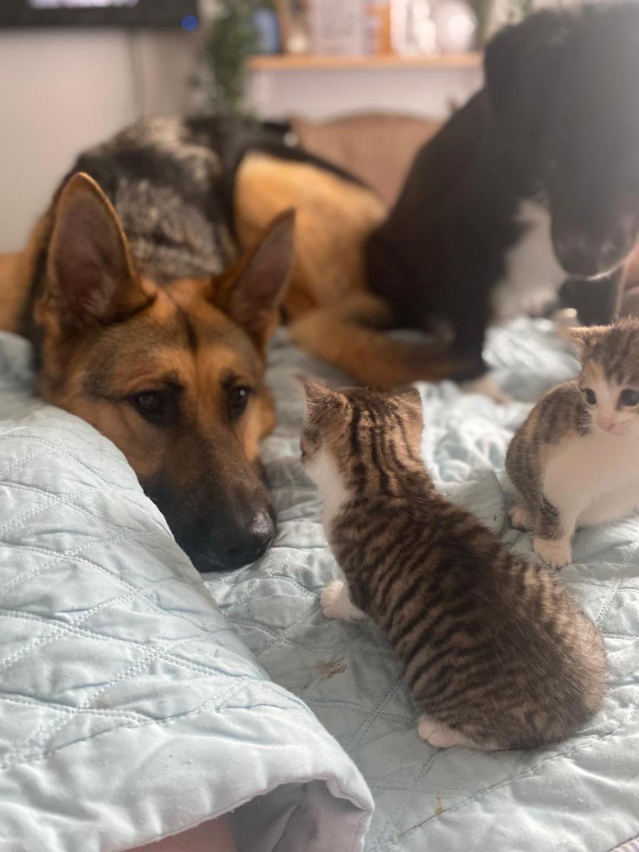 Not many shares for Loki. 
Loki is a beautiful 4 year old male German Shepherd, he is available for rehoming and loves to meet people! Good with cats, needs a home with no other dogs as he’s the king! All his details are here help2rehome.com Can you please share?