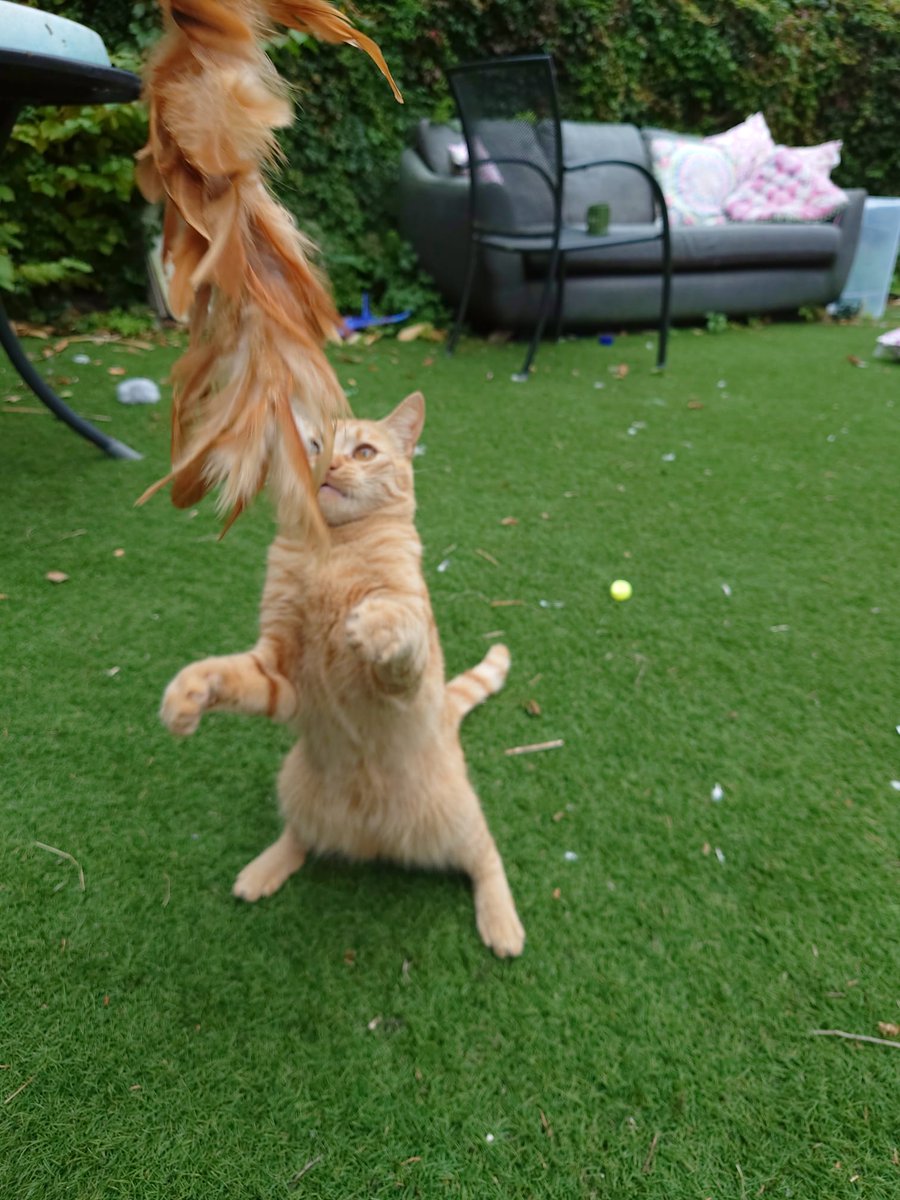 Simon's Cat 🐾 tweet media