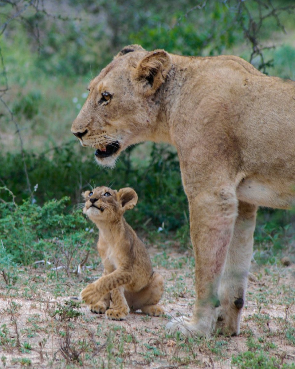 WildAid tweet media
