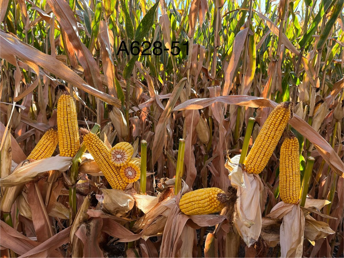 GehrlsJake's tweet photo. Just a couple of hybrids looking awesome in the countryside with some below ground protection. A628-51SSP and A634-11SSP. A628-51 had a great year last year and is looking even better this year. #LetsTalkSeed @AgriGold https://t.co/jT9y9NHVOZ