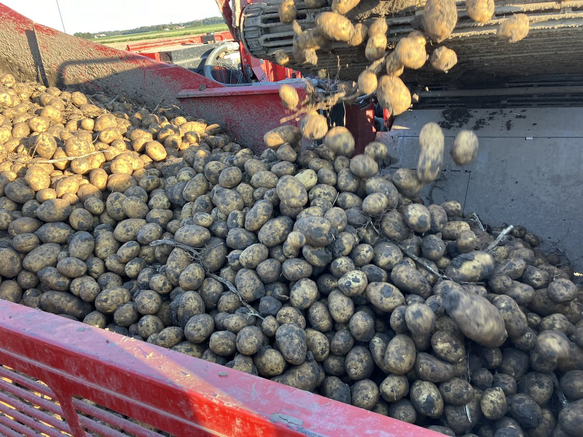 Blit Agro 🥔 🚜 tweet media