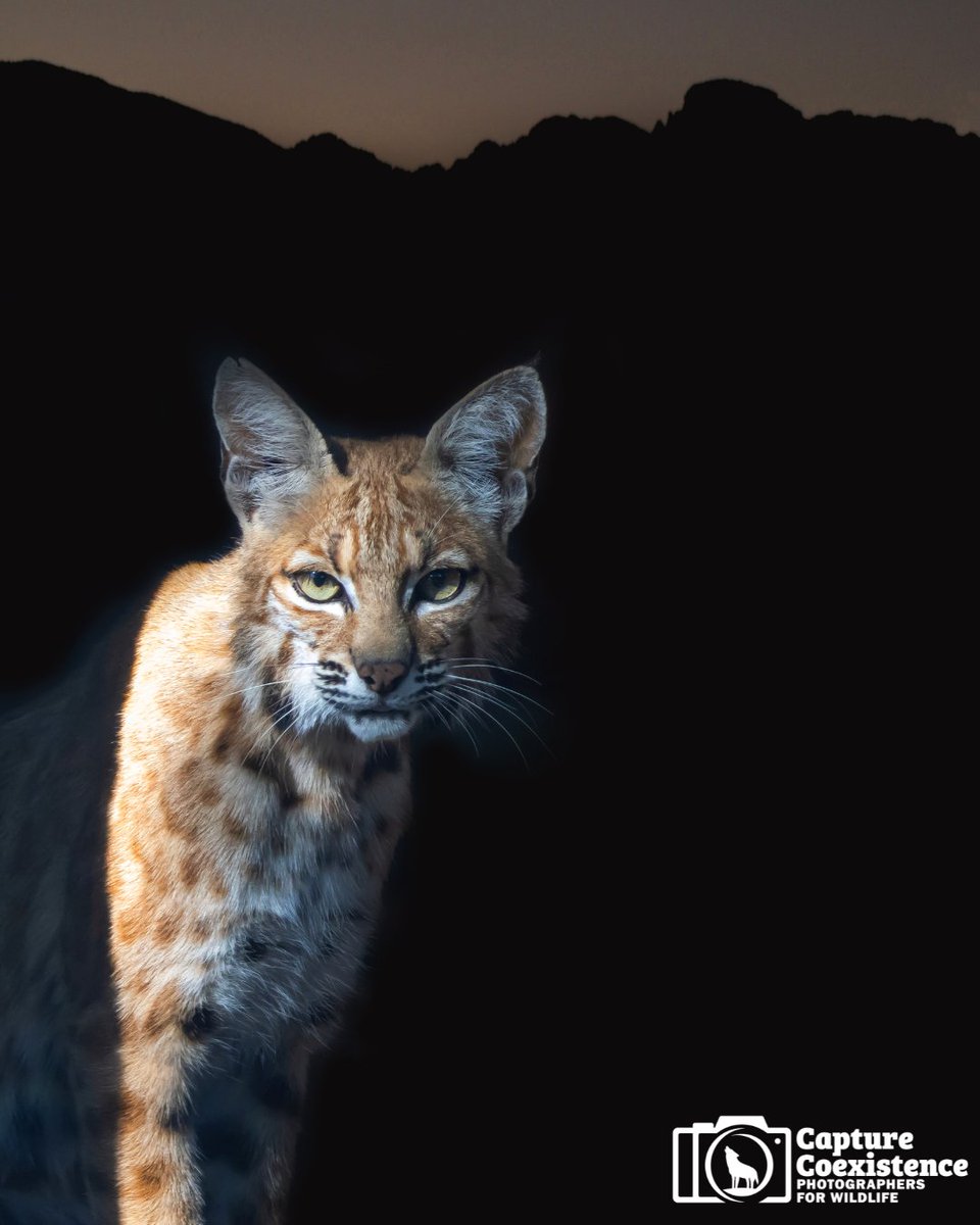 On #WorldAnimalDay, we celebrate the importance of protecting all species. Every animal plays a vital role in keeping ecosystems healthy, including the wild carnivores that often live in the shadows of human-dominated landscapes.

📷 Joe Galkowski | Matt Noome | Sheryl Hester