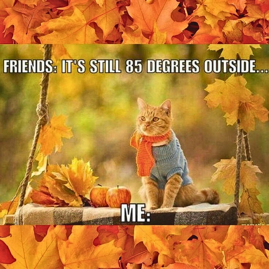 CallNatals's tweet image. When you're fully embracing fall vibes but the New Orleans heat isn't quite on board yet... 🐱🍂 Don’t sweat it! Call Natal’s has you covered for all your HVAC, plumbing, and electrical needs—even when it’s 85 degrees in 'sweater weather' 😅 #FallFeels #CallNatal #NOLAWeather