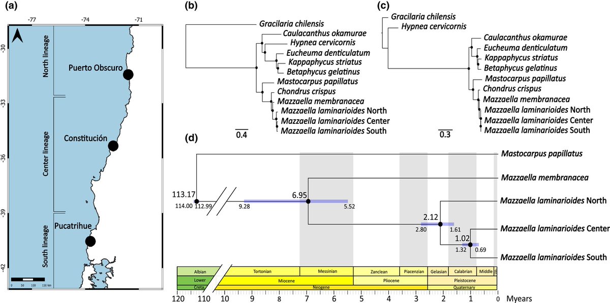 JPhycology's tweet photo. Sepúlveda-Espinoza et al. sequenced the first Mazzaella (#Rhodophyta) organelle genomes, revealing divergence in M. laminarioides lineages. See how genomic changes align with environmental shifts on Chile's coast in this #JPhycol #GenomeResource paper: https://t.co/HaaaN0YCVa https://t.co/sRZmh5Phqs