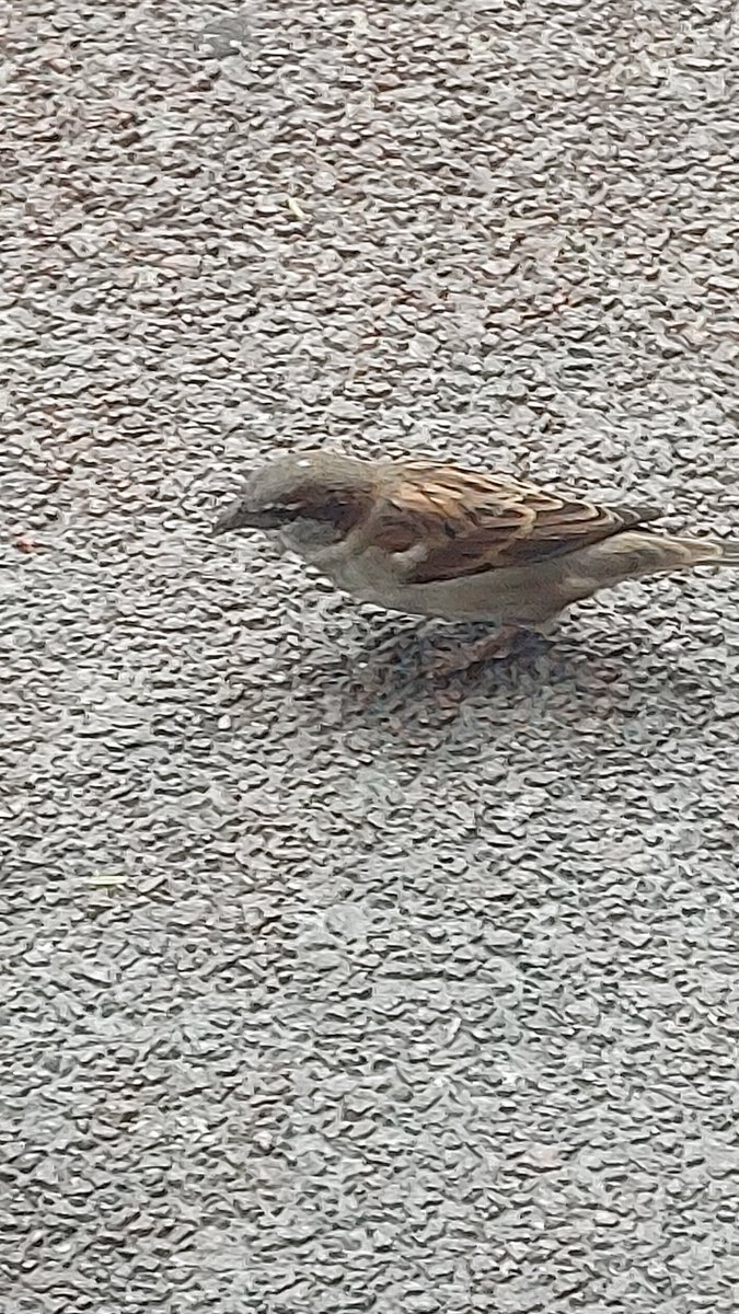 BluHolston's tweet image. Having a break with a friend. #ADOSSummit