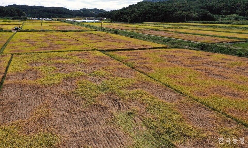 🌾Asociaciones y sindicatos agrícolas de Corea instan al gobierno a declarar la plaga de cigarra marrón como un desastre agrícola importante y piden que se tomen medidas urgentes para apoyar a lxs agricultores afectados.
📲 biodiversidadla.org/Noticias/Corea…