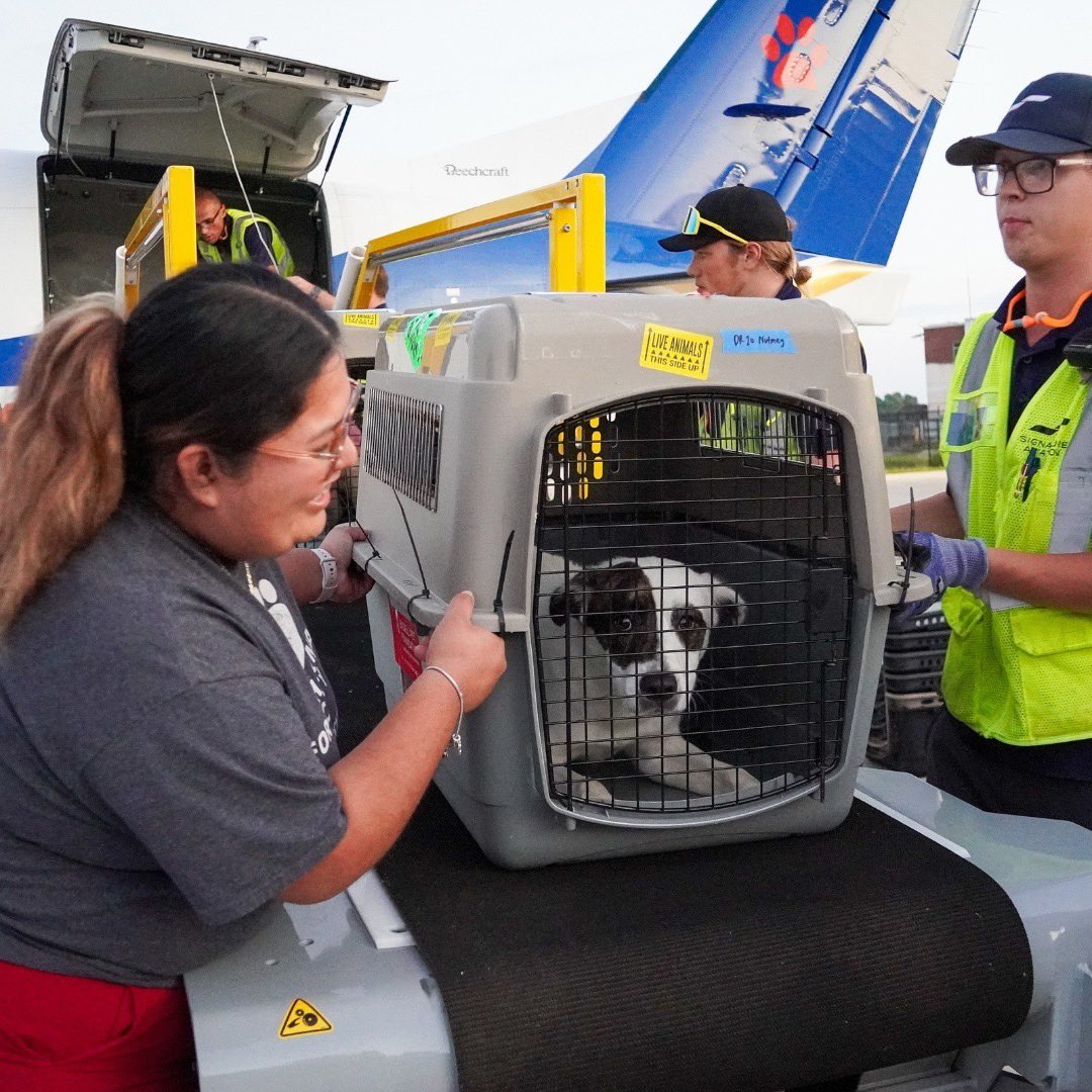 WeRateDogs tweet media