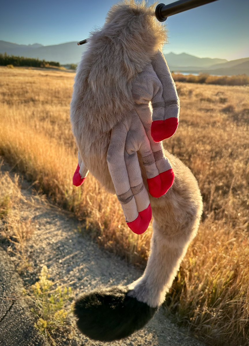 StitchedonMayne's tweet photo. https://t.co/Kp3ANFifgR