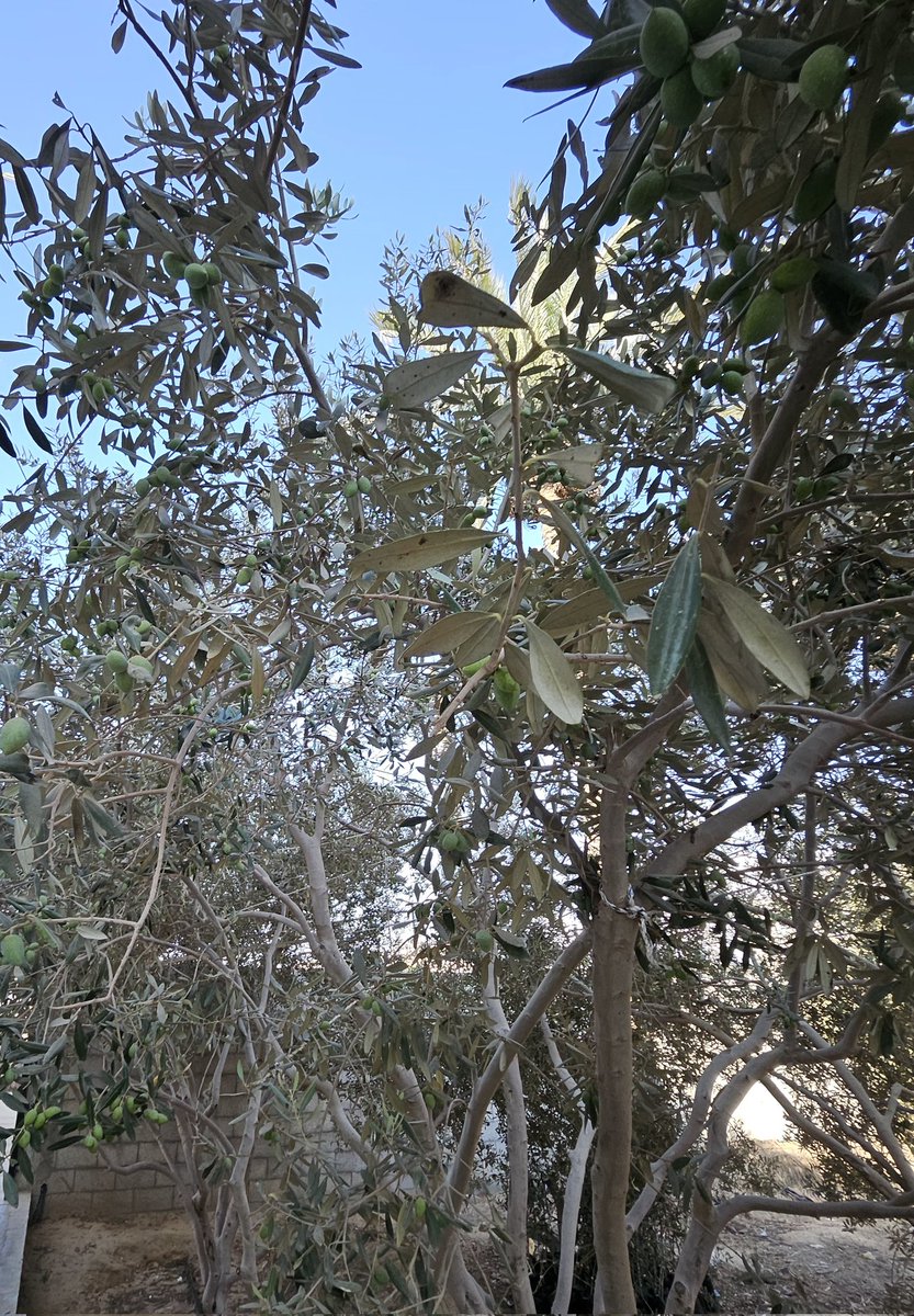 Deepmala_Mahla's tweet image. October marks the olive harvest in #Gaza & #WestBank—a lifeline for families, deep-rooted connection to the heritage. During my recent visit to #Gaza, I saw trees ready for harvest, yet farmers face violence & restrictions. They deserve #livelihoods,#protection, chance to thrive.