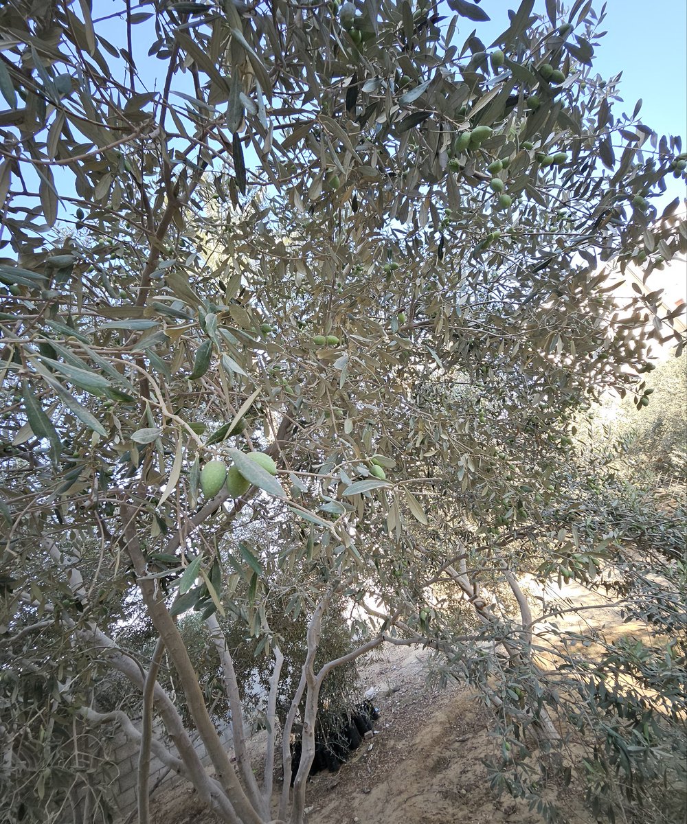 Deepmala_Mahla's tweet image. October marks the olive harvest in #Gaza & #WestBank—a lifeline for families, deep-rooted connection to the heritage. During my recent visit to #Gaza, I saw trees ready for harvest, yet farmers face violence & restrictions. They deserve #livelihoods,#protection, chance to thrive.