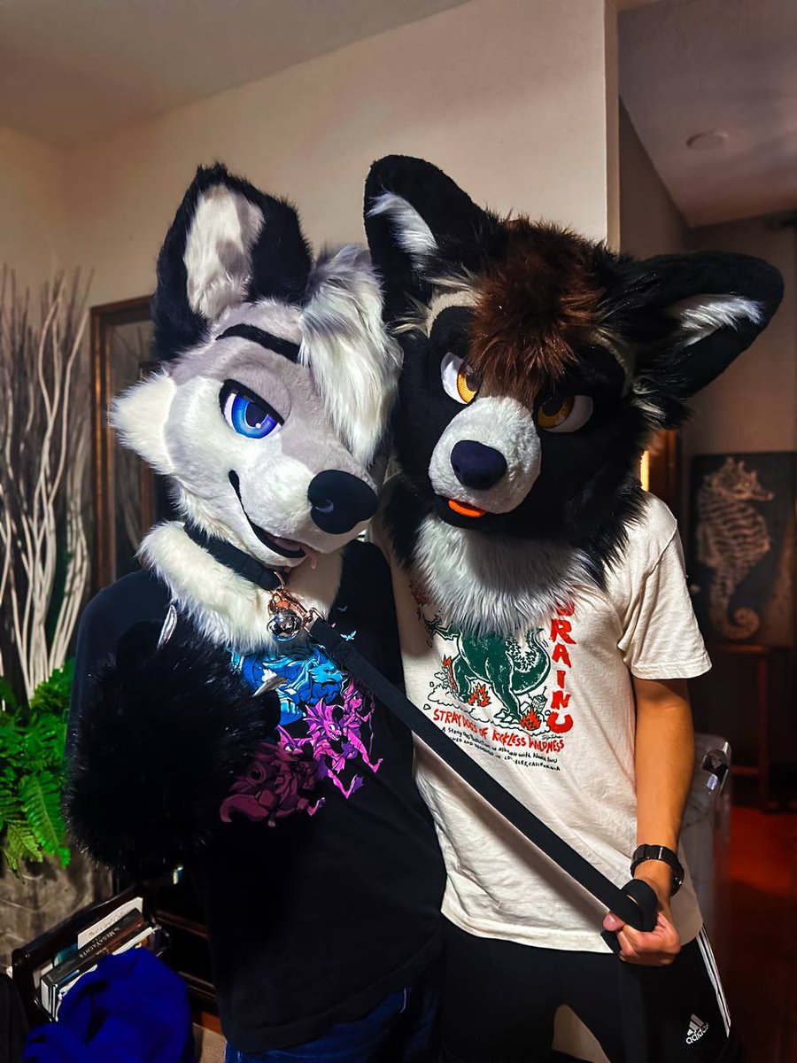 I couldn’t resist tugging his leash #FursuitFriday
📸: <a href="/MangoPubby/">芒果 • Mango 🥭</a>