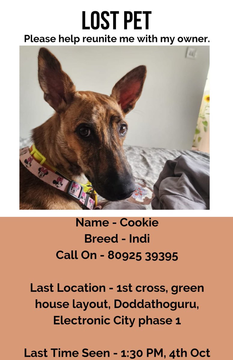 #Bengaluru #bengalurupets #dogsofbangalore