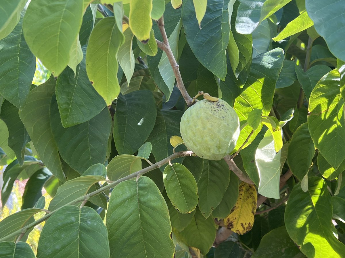 🥑 Chirimoyas, mangos, aguacates…

¡Qué maravilla de productos se cultivan, y pueden saborearse, en la Costa Tropical! 🤤

#ViveSalobreña