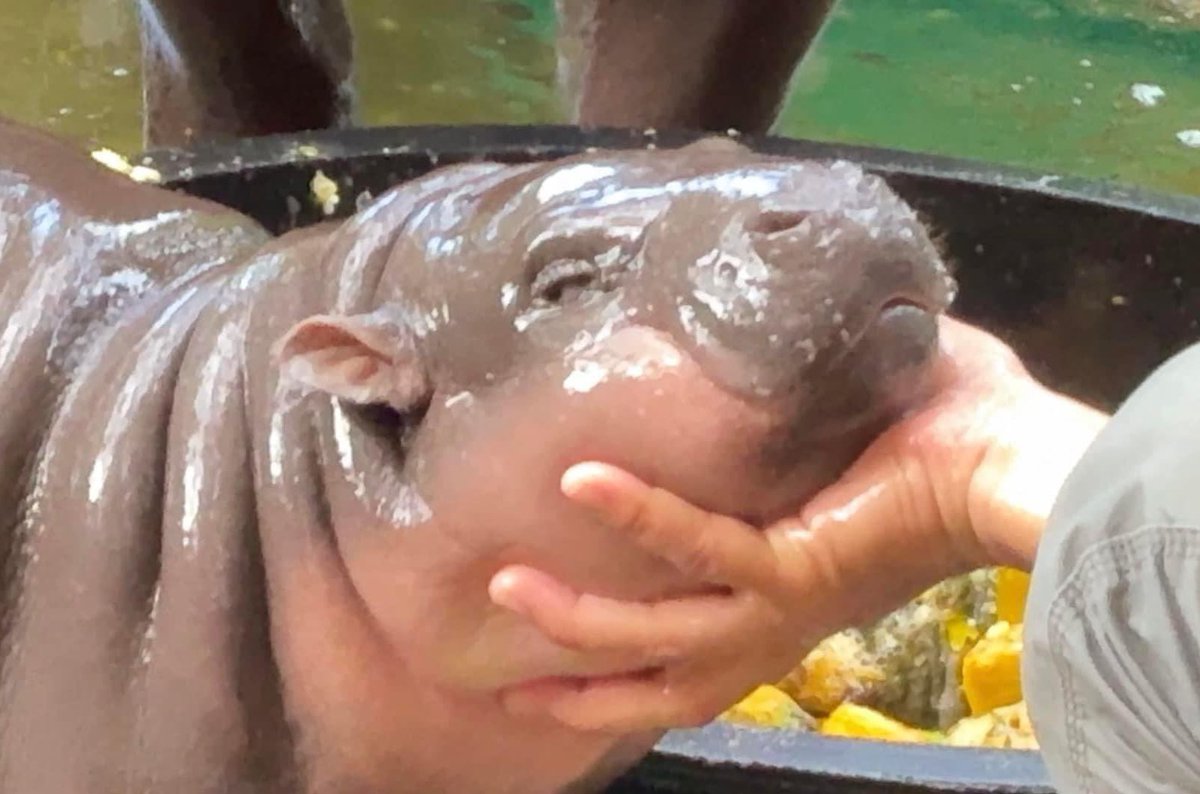 Moo Deng is a princess