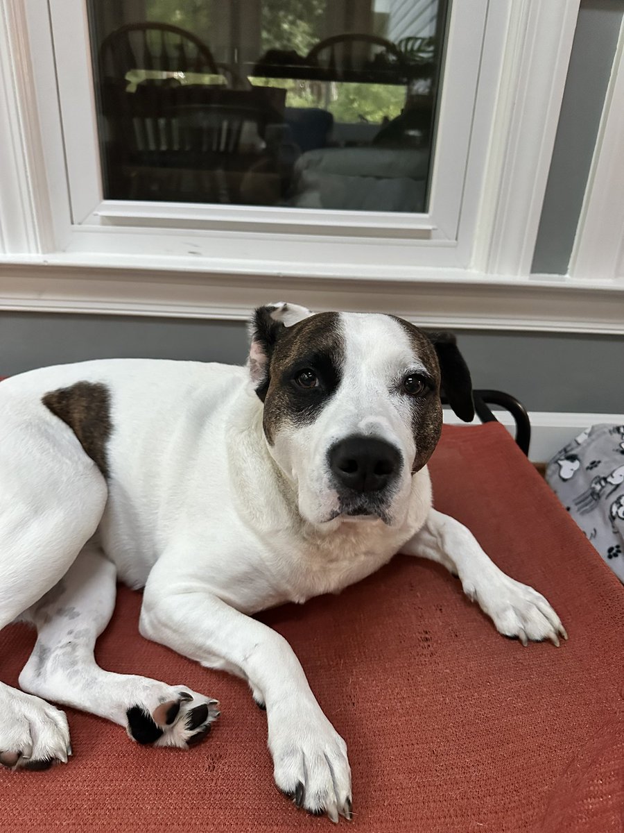 Please help, my ear kaboomed and Momma just keeps pointing that phone in my face!!