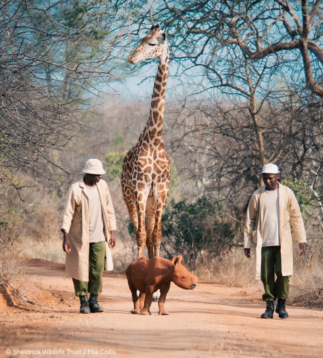 Happy #WorldAnimalDay! How privileged are we to share the planet with such remarkable creatures? Learn how you can play a part in our conservation work in Kenya &amp; make a difference for wild animals - whether little or large: sheldrickwildlifetrust.org