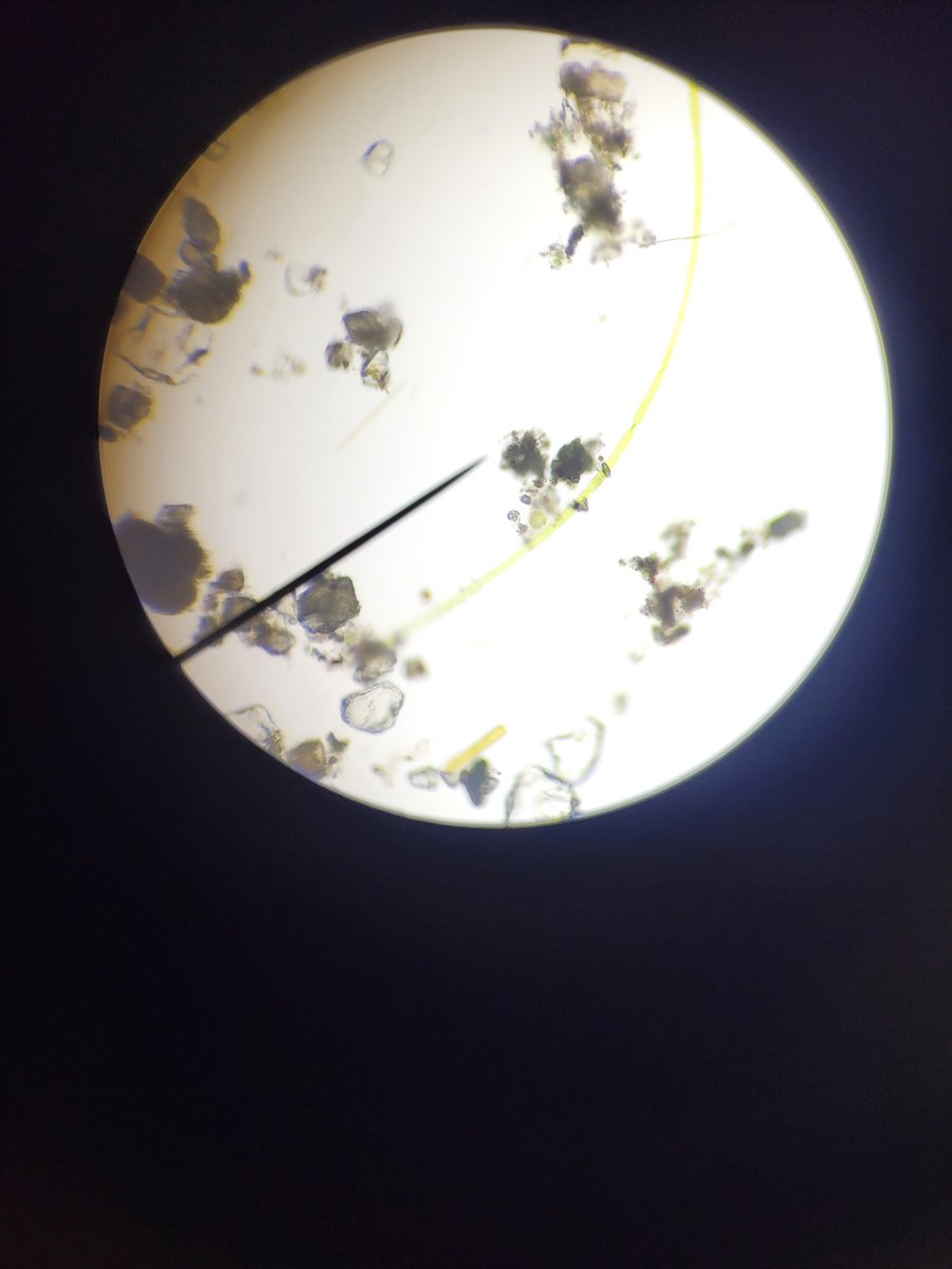 Grade 7s and 8s having an awesome time trying to identify some of these freshwater microorganisms.  Thanks to all that brought in pond and river water! The feedback seems to be that we should use the microscopes every day all year long...not a bad  idea 😉 <a href="/conwrdsb/">Conestogo PS</a> <a href="/wrdsb/">Waterloo Region DSB</a>
