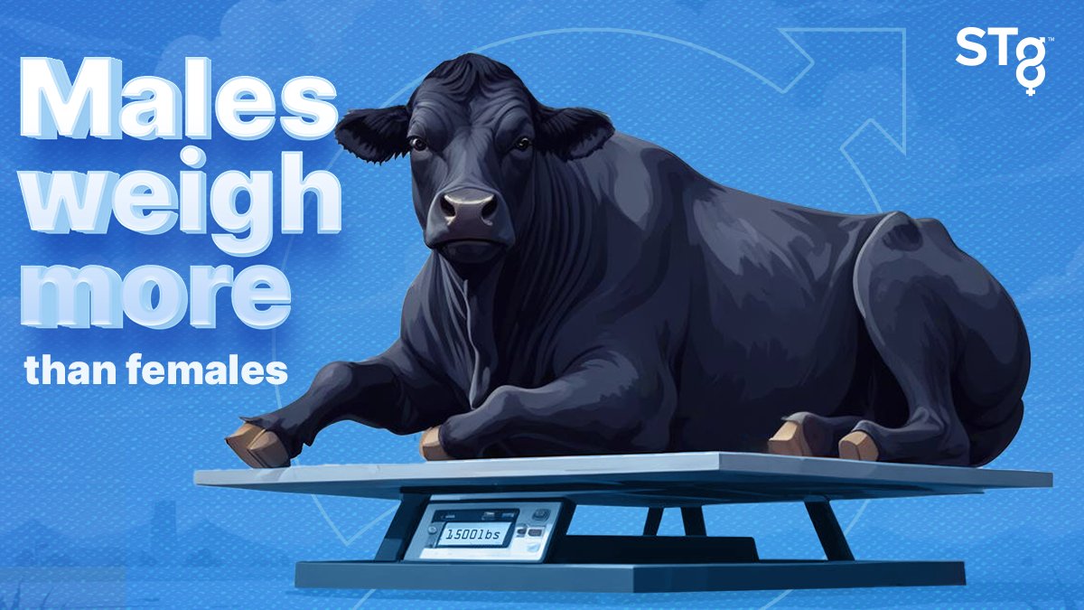 STgenetics's tweet photo. Looking to hit those target weights while increasing profits? Make more male calves! #BeefAddOn™ from #STgenetics offers a wide selection of beef sires with progeny-proven EPDs and available in #Ultraplus™ male-sorted semen chosen specifically with your dairy herd in mind. https://t.co/fFKAOvB25O