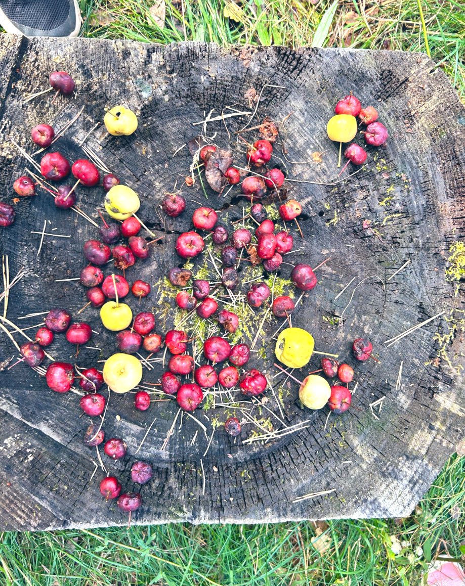 In Math, our challenge outside was to each find 5 apples!🍏🍎 Then we put them all together and estimated how many apples we found as a class.
