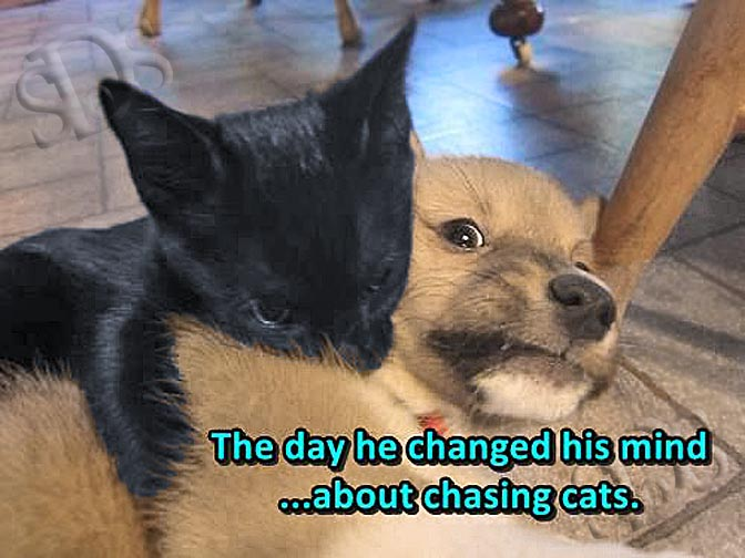 NAFO Cats division demands respect - and gets it