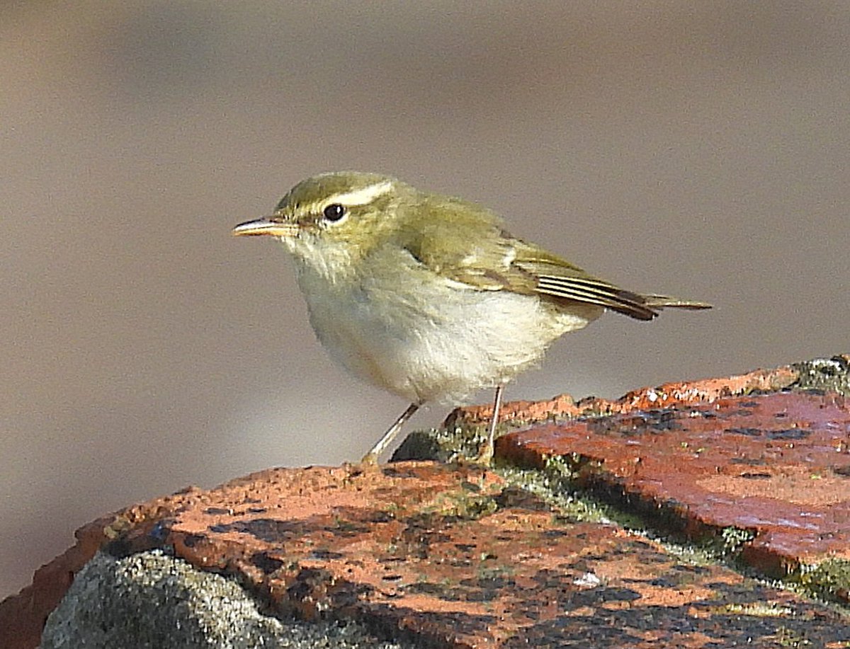 SimonBradfield's tweet photo. Our weekend in Yorkshire was too late for the Pal3-legged Warbler but a long-awaited lifer in Arctic Warbler has made up for it #birding #BirdsSeenIn2024 https://t.co/rCcO2t6hMA