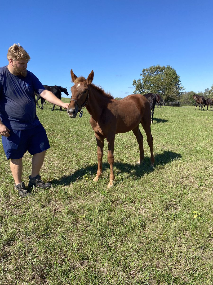 Besök på Hunterton! Mycket nöjd med fölen Gimpus Wine (Gimpanzee-Evs Girl) och Wonderful Wine (Tactical Landing-Back Splash)