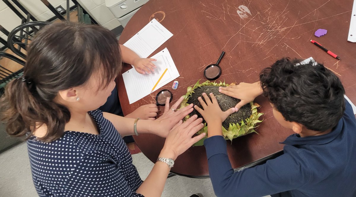 Our trip to Round the Bend Farm inspired a fun and tasty follow up Science activity of taking a closer look at plant adaptations before we cooked and ate them!  <a href="/Stvictortcdsb/">St Victor</a>