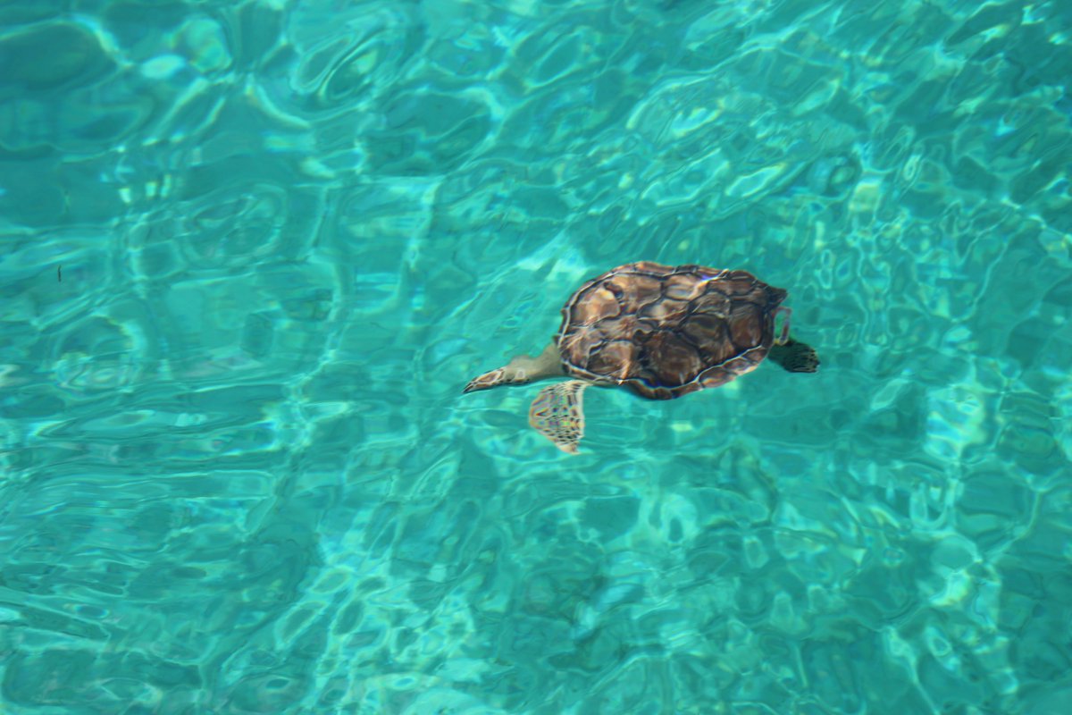 AtlantisLocal's tweet photo. On July 19, Atlantis Paradise Island heeded a call of action to assist an injured green sea turtle that was found near Abaco, Bahamas. https://t.co/poFScu3ITp