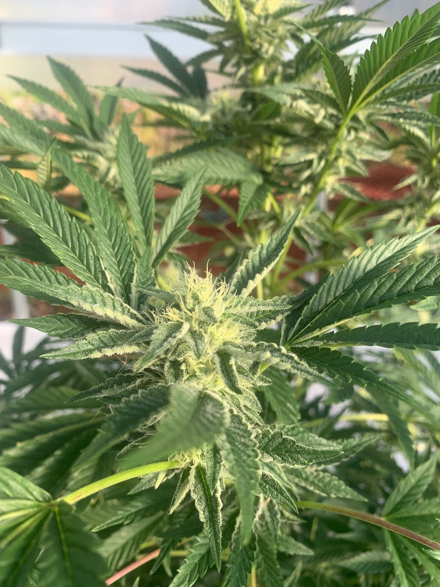 kamaainagold's tweet image. Not sure if it’s lost on anyone following this account, but to be clear: 

We only stand for SOCIAL JUSTICE, ECONOMIC LIBERTY, and PERSONAL FREEDOM for cannabis reform

Quality advocacy would condition support for commerce-led reforms as leverage for #basichumanrights