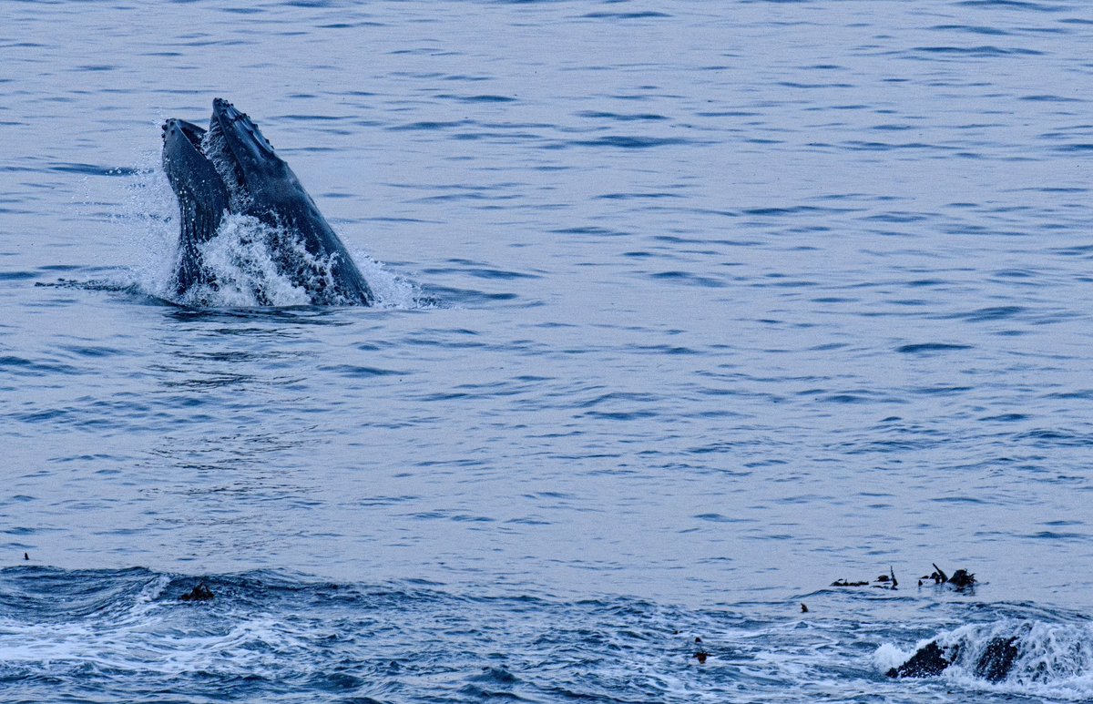 It’s been a wild winter of feeding fun in False Bay, #CapeTown, with 28 #Humpback #whales recorded feeding in the bay on multiple days the past 3 months and a few hundred more just passing through. Here’s this evening’s action happening mere metres next to the road to #CapePoint
