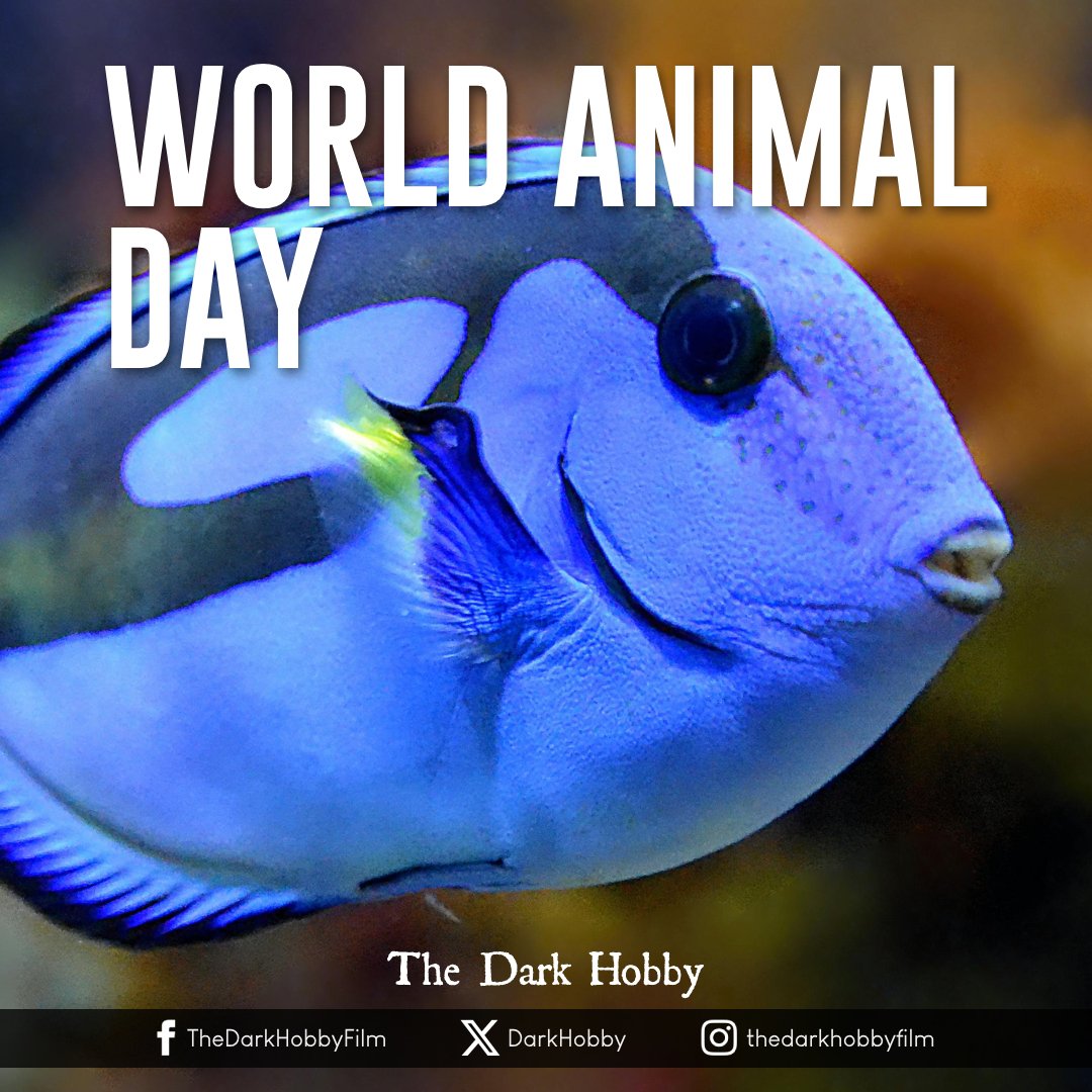 DarkHobby's tweet photo. Our wish on World Animal Day is for everyone to have respect for all marine wildlife. All animals have the right to life. They are not your "hobby".
#WorldAnimalDay #worldanimalprotection #marinelife #marinewildlife #coralreefs #banaquariums #aquariumtrade https://t.co/WA7ZzmCYg1