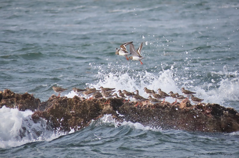 jcestero's tweet image. The latest edition of Wild Side News is now available!

Anguilla's "Snowbirds" on de Move open.substack.com/pub/wildsidene…