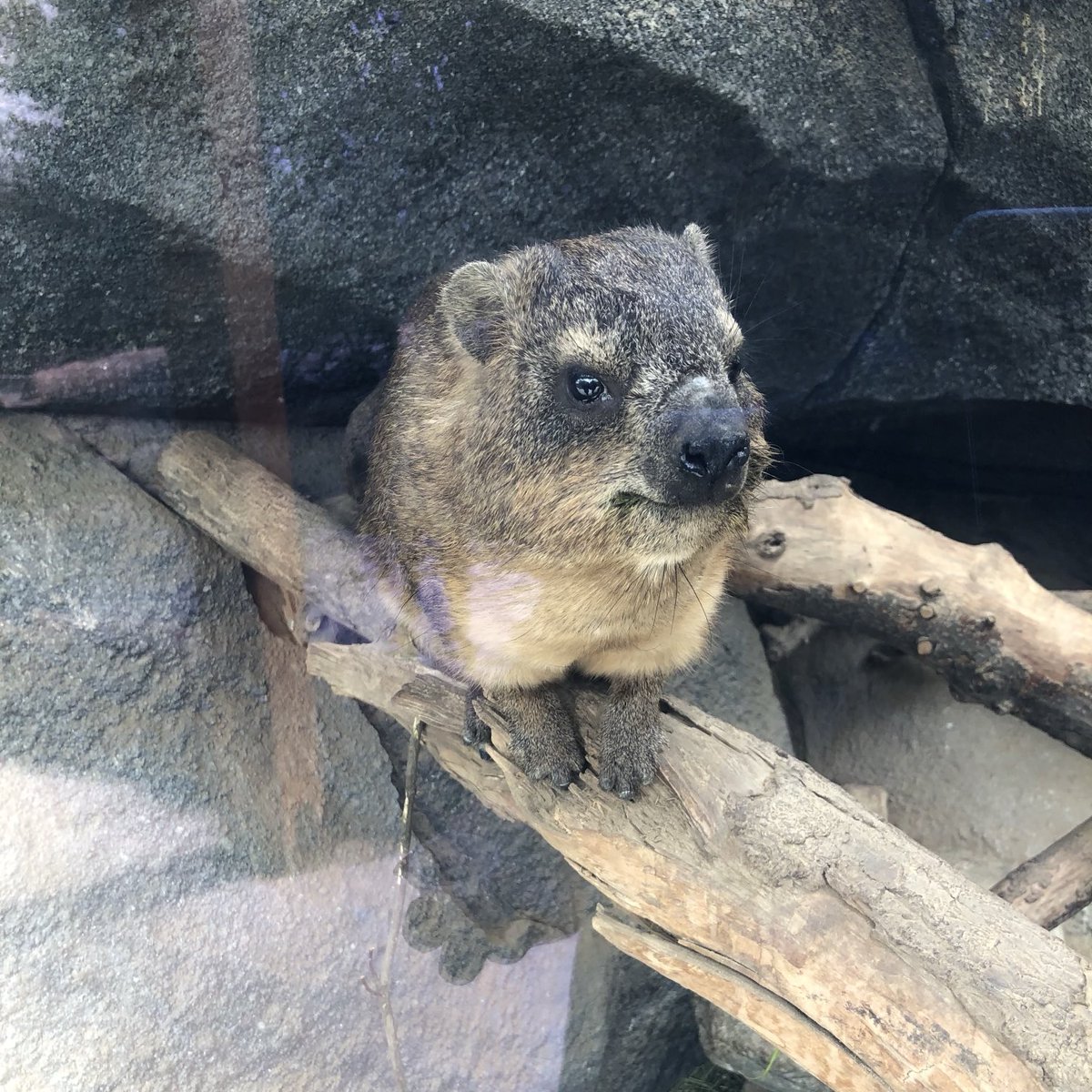 xiaoxi2nde's tweet photo. ブロム…？？なのかな？

2020.04.03

#ケープハイラックス
#神戸どうぶつ王国
#kobeanimalkingdom 
#ハイラックス
#rockhyrax
#capehyrax
#hyrax
#procavia https://t.co/IZJWt9EX3S