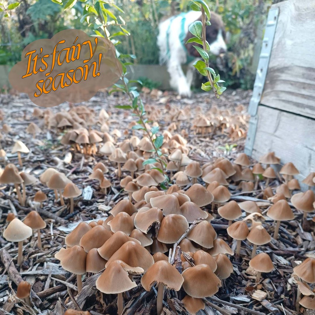 Grow Outside C.I.C. tweet media