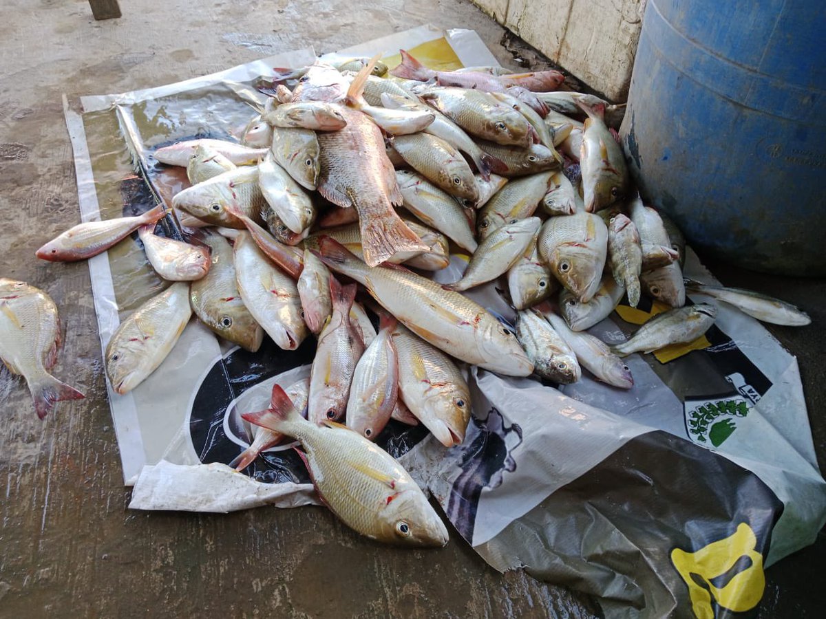 NellyUyey's tweet photo. Minggu (29/09), Nelly Safitri, Luhkan KuTim, di KUB Berkah Sinar Bahari Desa Sangatta Utara, Lapor hasil tangkapan ikan Ketambak 25,6kg, Kerung 1,3kg, Tanda2 5,2kg, Gerut 1kg, Harga Jual 20rb-50rb/kg, Pancing Rawai
#Luhlapor #GiatLuhkanSatminkalTegal #KuTim #tangkap https://t.co/C6Ijida2Al