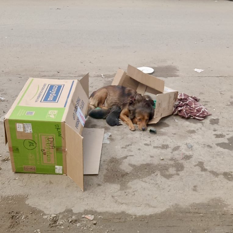andreanimalidad's tweet photo. 🚨Sres @AnimalesBOG‼️ La perrita y sus cinco bebés recién nacidos llevan tres días en ese sitio, abandonados. Eran doce perritos, pero se los han ido robando. Ciudadanos han reportado al 123, pero nadie ha ido. Ubicación: Carrera 34 con 9, barrio Pensilvania. Tel: 3144373506 ¡Es una urgencia, por dios!

RT🙏🏻 @MONYRODRIGUEZOF @MENDEZMARY55 @DanielSamperO @AsociacionMi @Margaritarosadf
