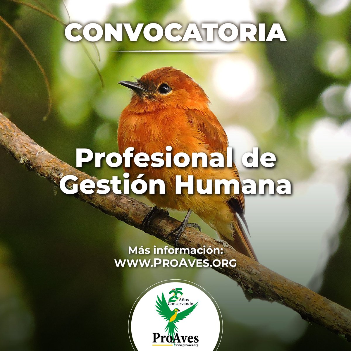 📌 #ConvocatoriaLaboral | Abrimos convocatoria: Profesional de Gestión Humana

Consulta los términos en proaves.org/empleos-proave…

📩 Si cumples con los requisitos envíanos tu hoja de vida al correo electrónico: pcarrillo@proaves.org.