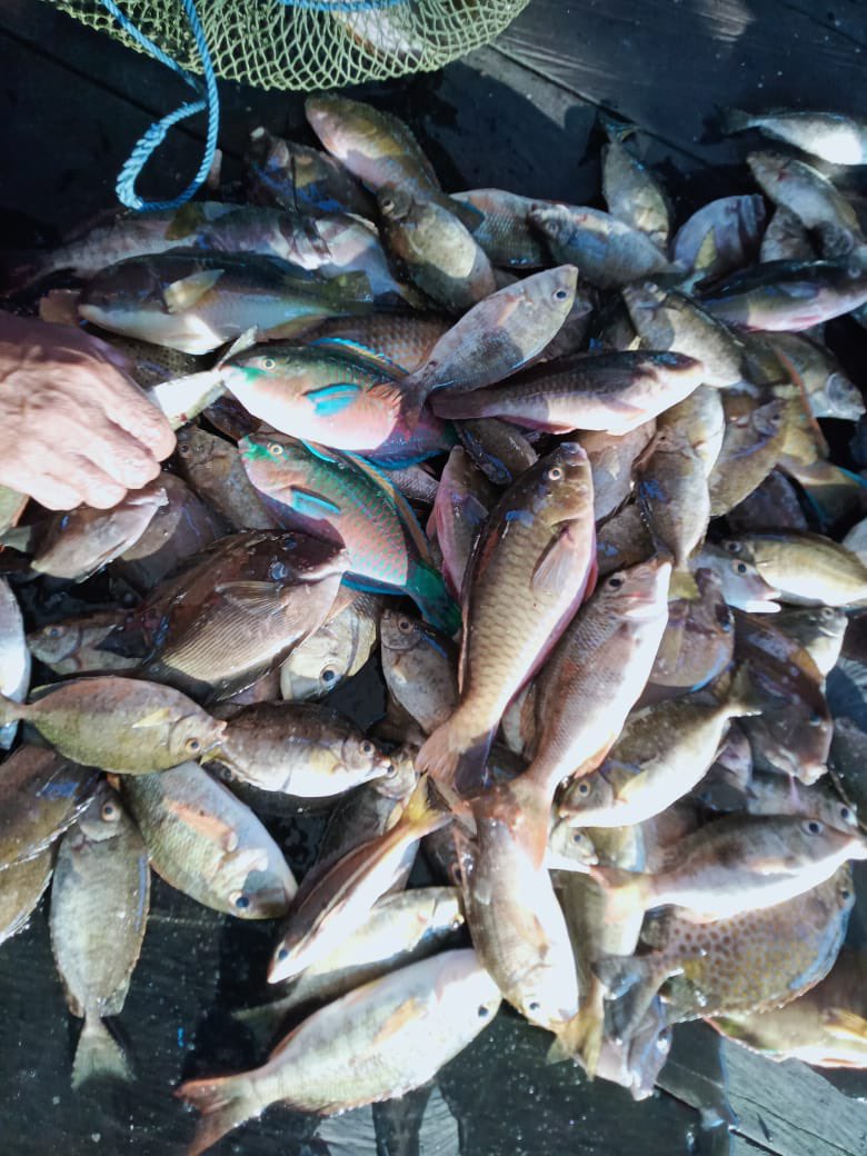 NellyUyey's tweet photo. Senin (30/09), Nelly Safitri, Luhkan KuTim, di KUB Dalle Pada Pada Desa Sangkima, Lapor hasil tangkapan Ikan Baronang 0,5kg, Bawis 2,2kg, Ketamba 1,5kg, Campuran 5kg, Jaring Insang, harga jual 10rb-65rb/kg #Luhlapor #GiatLuhkanSatminkalTegal #KuTim #Tangkap https://t.co/OJYQFTSZ9A