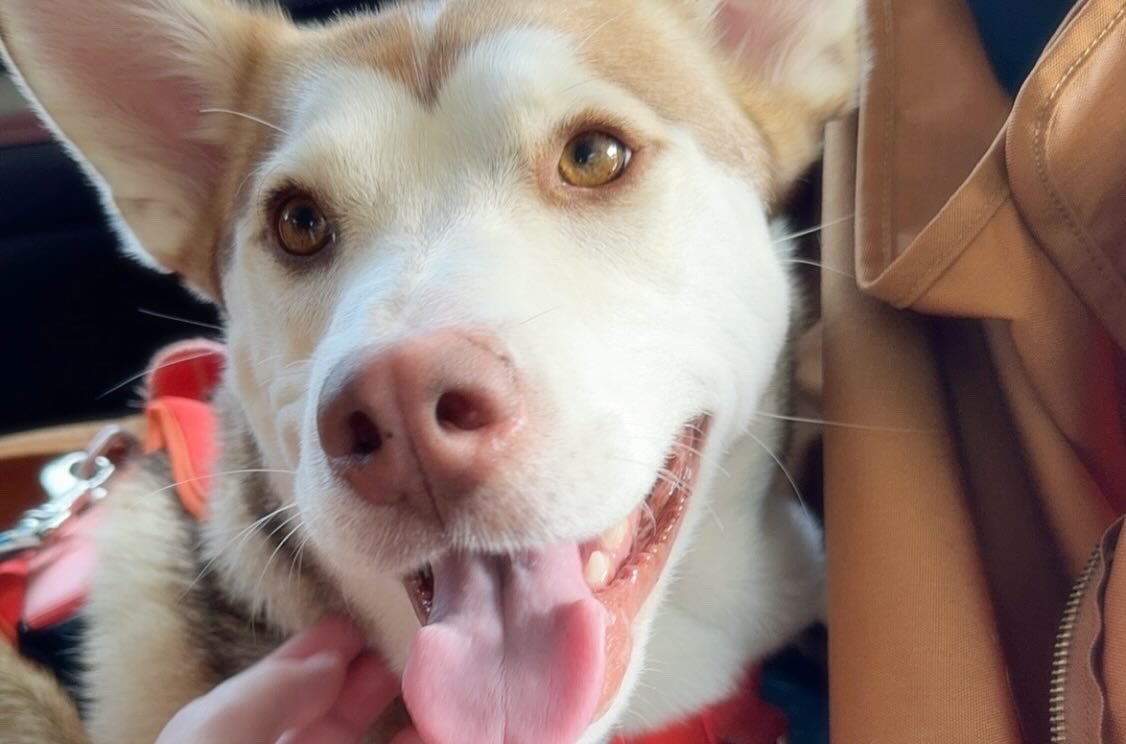 Power22R's tweet photo. @KatiePhang My good boy https://t.co/CL1JqumLbu