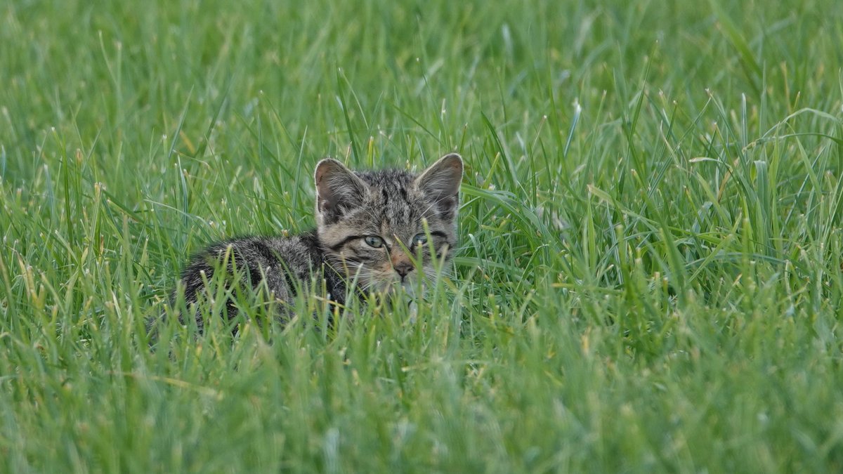 In der Eifel war heute eine junge Wildkatze unterwegs

#Eifel