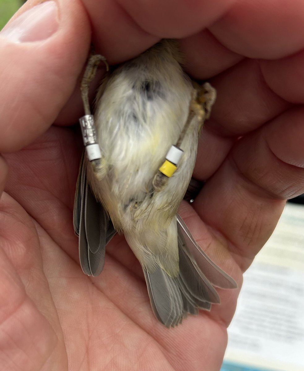Sam Bayley (@sambayley2) on Twitter photo Great start to a weekend <a href="/CCBOIE/">Cape Clear Bird Obs</a> a small ringing session in Cotter’s garden produced 25 birds including 2 very fatty Willow Warbler, 5 Chiffchaff and 5 Yellow-browed Warbler. The latter now all wearing colour rings as part of a new migration project <a href="/Dan_Gornall/">Daniel Gornall</a> <a href="/_EURING/">EURING</a> <a href="/_BTO/">BTO</a> Great start to a weekend <a href="/CCBOIE/">Cape Clear Bird Obs</a> a small ringing session in Cotter’s garden produced 25 birds including 2 very fatty Willow Warbler, 5 Chiffchaff and 5 Yellow-browed Warbler. The latter now all wearing colour rings as part of a new migration project <a href="/Dan_Gornall/">Daniel Gornall</a> <a href="/_EURING/">EURING</a> <a href="/_BTO/">BTO</a>